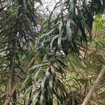 Dracaena mannii Hoja