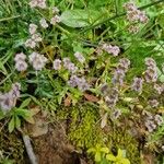 Valeriana coronata Blomst