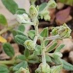 Helianthemum salicifolium Blüte