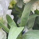 Matthiola incana Hoja