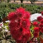 Ricinus communisফল