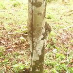 Chrysophyllum venezuelanense Hábito