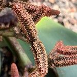 Welwitschia mirabilis Kwiat