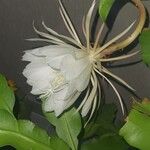 Epiphyllum oxypetalumBlodyn