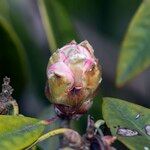 Rhododendron uvariifolium Otro