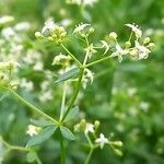 Galium album Blüte