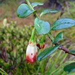 Paphia paniensis Квітка