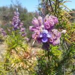 Trichostema lanatum Hábito