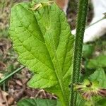 Salvia lyrataHostoa