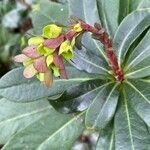 Euphorbia amygdaloides आदत