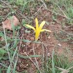 Sternbergia colchiciflora Blodyn