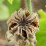 Abutilon grandifolium Fruit