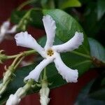Trachelospermum jasminoides പുഷ്പം