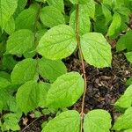 Philadelphus pubescens Blatt