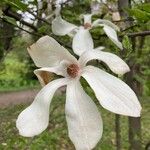 Magnolia salicifolia Квітка