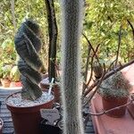 Cleistocactus hyalacanthus Pokrój