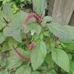 Amaranthus blitum പുഷ്പം