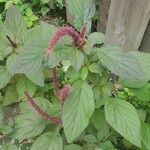 Amaranthus blitum Квітка