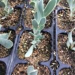 Hertia cheirifolia List