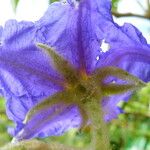Solanum wrightii Kwiat