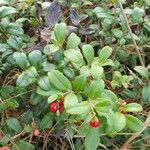 Vaccinium vitis-idaea葉