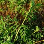 Indigofera brevicalyx Leaf