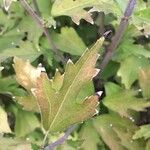 Hibiscus syriacus Лист