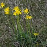 Senecio provincialis Habit