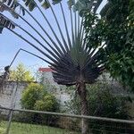 Ravenala madagascariensis Квітка