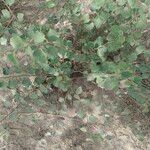 Grewia tenax Leaf