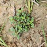 Helianthemum salicifolium Libunga