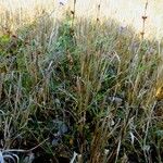 Polygonum bellardii Habit