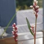 Persicaria maculosa Blüte