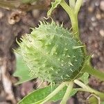 Datura ferox Плод