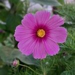 Cosmos bipinnatusBloem