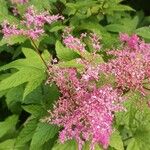 Filipendula rubra Flor