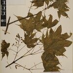 Acer campbellii Kita
