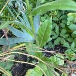 Nicotiana alata Hoja