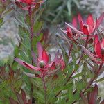 Leucadendron salignum Folha