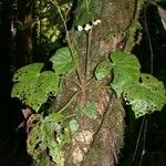 Begonia sericoneura Іншае