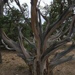 Juniperus osteosperma Hábito