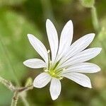Stellaria nemorum 花