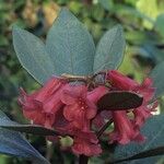 Rhododendron apoanum Flower