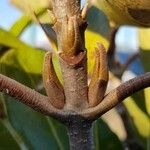 Viburnum odoratissimum Schors