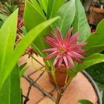 Illicium floridanum Flors