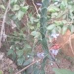 Eranthemum purpurascens Blatt