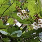 Piliostigma thonningii Λουλούδι