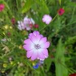 Eudianthe coeli-rosa Flower