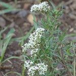 Heliotropium longiflorum Blüte