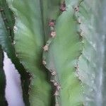 Euphorbia abyssinica Leaf